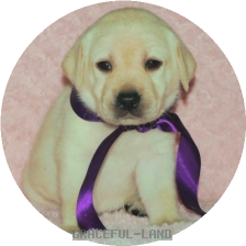 英国ラブラドールの子犬